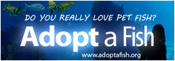 Adoptafish.org Discus Fish Banner